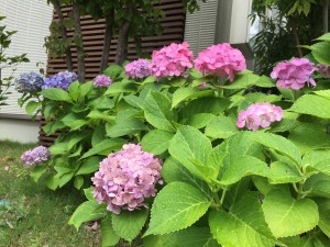 IMG_2405